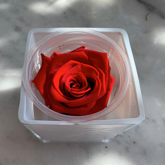 Infinity Red Rose